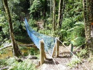 Swing bridge on Nikau Palm walk