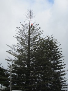 Arborist working on top section of Norfolk Pine tree in Petchell Park