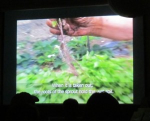 A kumara sprout is removed from the seed bed