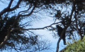 A tui pauses on a kanuka tree to enjoy a sunny day in Raglan