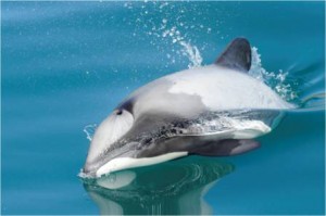 Raglan's own dolphin - the endangered Maui dolphin