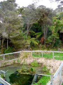 Plenty of water at the source in Raglan and water use is steady