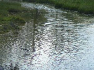 Pond in the bird reserve at Miranda