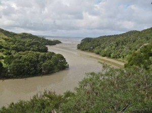 Pakoka estuary in the corner of Aotea Harbour