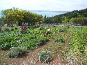 Locally produced food at Kaiwhenua Organics - Image John Lawson