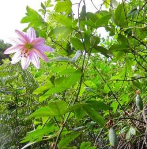 Flower of the banana passion fruit as seen on the Kaitoke walk