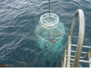 The dive bell being recovered aboard Manawanui; image from RNZN