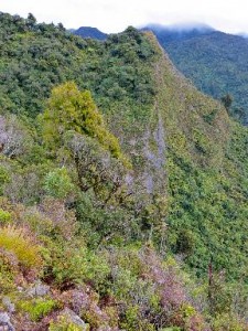 Scene on the Mount Pirongia walk