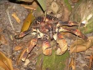 The order of cooking was determined by a crab race - Aaron's lazy crab didn't even make it over the finish line, so Aaron got the disadvantage of cooking first. Image Wikimedia, Author Drew Avery