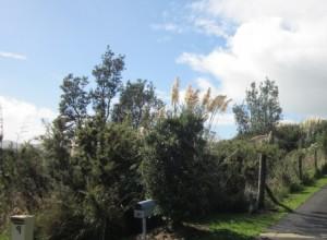 Abandoned section at 11 Rakanui St, Raglan