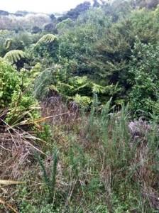  Most of the gorse on the reserve has been shaded out, but there are still a few areas where more shading is needed. - Image John Lawson