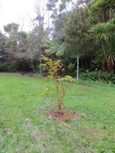 Tree recovered and quickly replanted - Image John Lawson