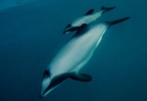 Hector's Dolphin. Credit E. Slooten