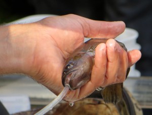 Fish monitoring up close - Image John Lawson