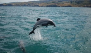 Maui dolphin of west coast of North Island- Image Silvia Scarli