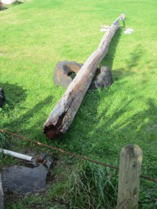 The timber lighting mast that crashed down at the Raglan Rugby Grounds