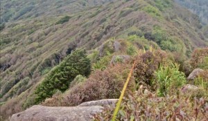 Bush on Mt Karioi - Image John Lawson