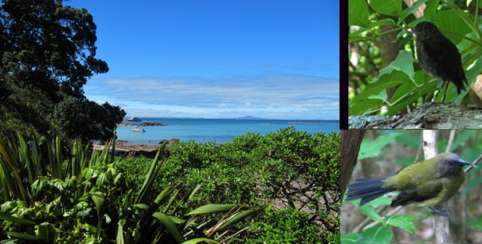 Tiritiri Matangi and its birdlife - Image John Lawson