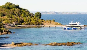 The 360° Discovery ferry has just finished disembarking day-trip passengers at the Tiritiri Matangi pier. Image Drew Heath, Wikipedia Creative Commons