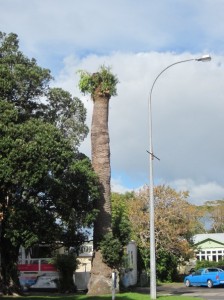 The phoenix palm after losing its top in May