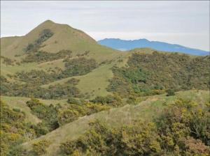 Te Akatea-Pongawhakatiki. The pointed 309m hill behind Waingaro. Image John Lawson