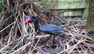 One of Norm's pukekos nestled in some cabbage tree leaves