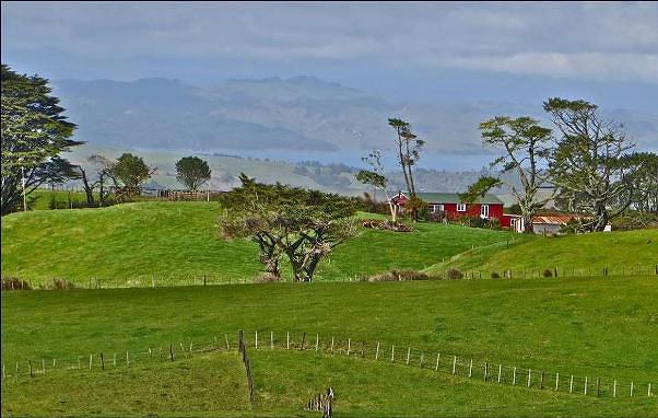 A view from the new walk on the south east slopes of Karioi from Ruapuke Rd. Image John Lawson