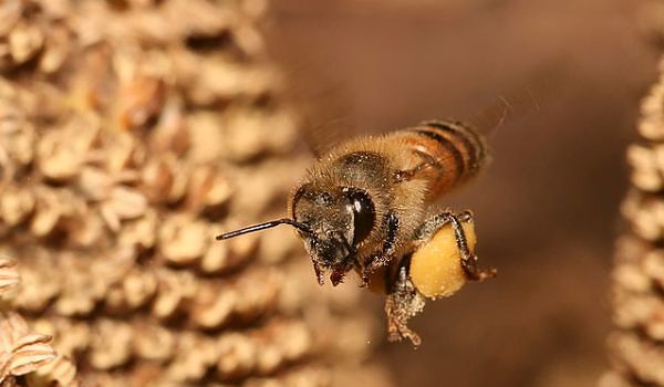 Protecting bees and other pollinator insects