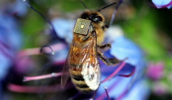 The mass of data collected from the Intel bee chips will allow scientists to build a comprehensive 3D model visualising how bees may be moving through the landscape. Image supplied