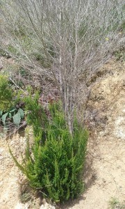 Heather coming away in the sprayed zone. Image Whaingaroa Harbourcare