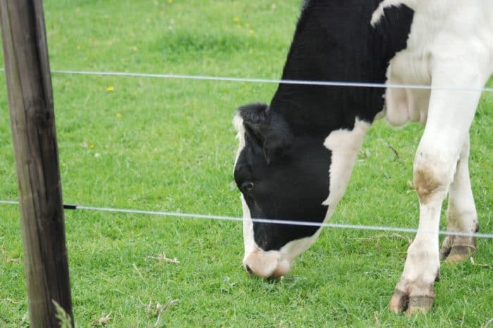 Residents may consider fencing off verges and having a house cow.