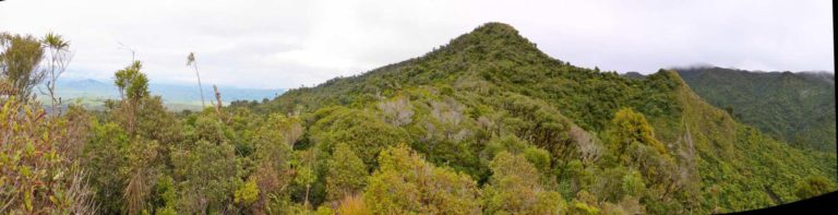 Scene on walk from O'Shea Rd to Wharauroa lookout on Mt Pirongia - Image John Lawson