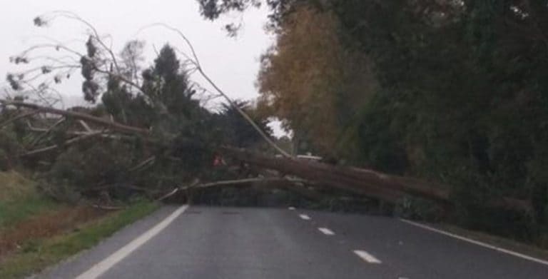 Tree blocking SH 23 - Raglan Volunteer Firefighter's FB