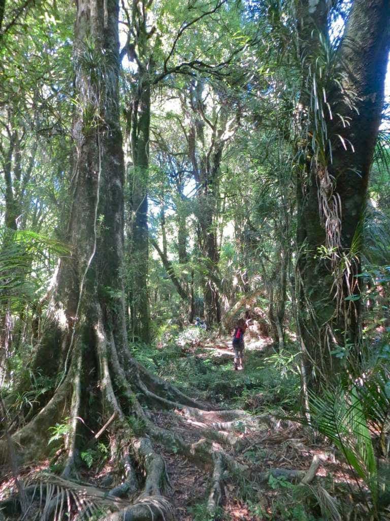 On the Tahaunui track, on Pirongia, there are large trees in the bush. Image John Lawson