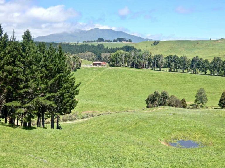 The Te Mata farm walk goes through rolling country and woodlands. Along the way there is this view of Mount Karioi. Image John Lawson