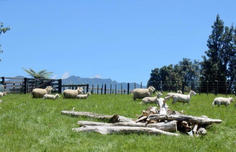 Te Mata farming scene with glimpse of mountain - Image John Lawson