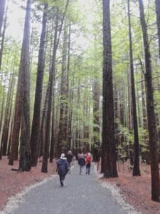 Rotorua's Redwood Forest. Image John Lawson