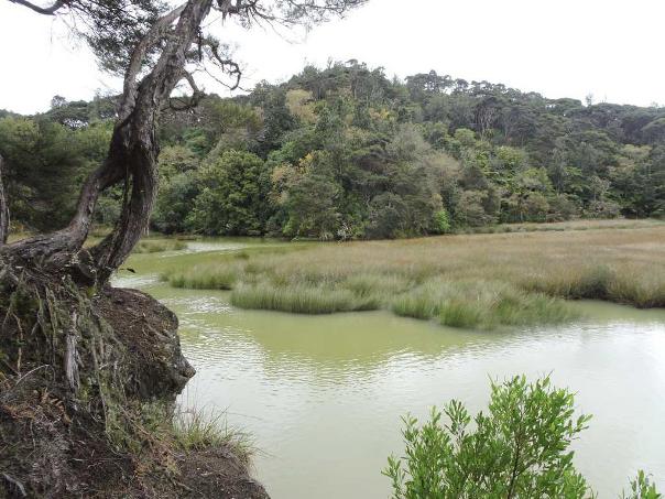 Scene on the Pakoka Estuary walk - Image John Lawson