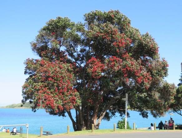 Cliff St pohutukawa in bloom