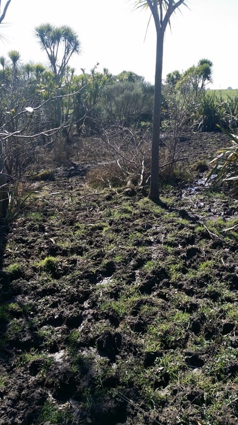 Damage caused by stock in the stock exclusion zone.