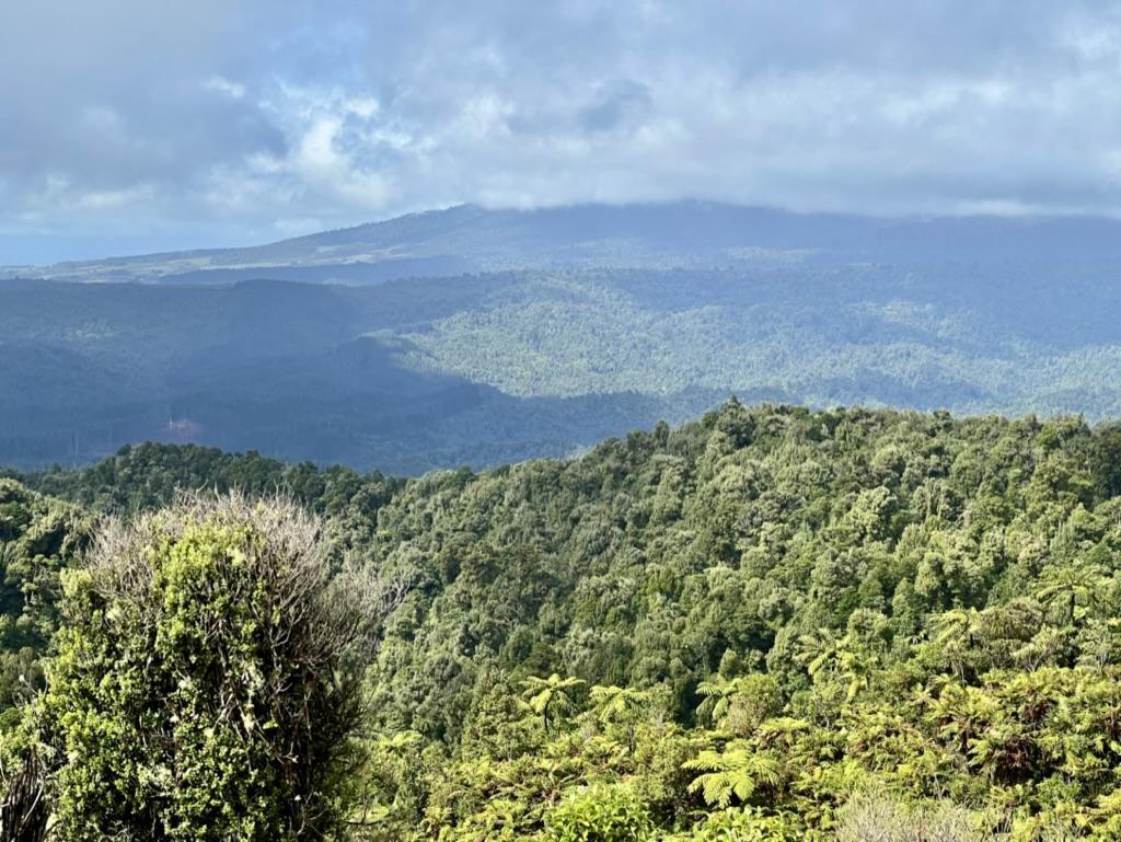 The walk has a mix of bush and good views, including this view across bush, all the way to Pirongia,  - Image John Lawson